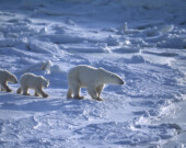 Le Service américain des pêches et de la faune sauvage (U.S. Fish and Wildlife Service) a récemment découvert que l’installation de plateformes pétrolières sur la plaine côtière serait mortelle pour les oursons polaires.  &mdash; iStock/David Gomez