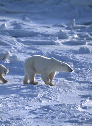 Le Service américain des pêches et de la faune sauvage (U.S. Fish and Wildlife Service) a récemment découvert que l’installation de plateformes pétrolières sur la plaine côtière serait mortelle pour les oursons polaires.  &mdash; iStock/David Gomez