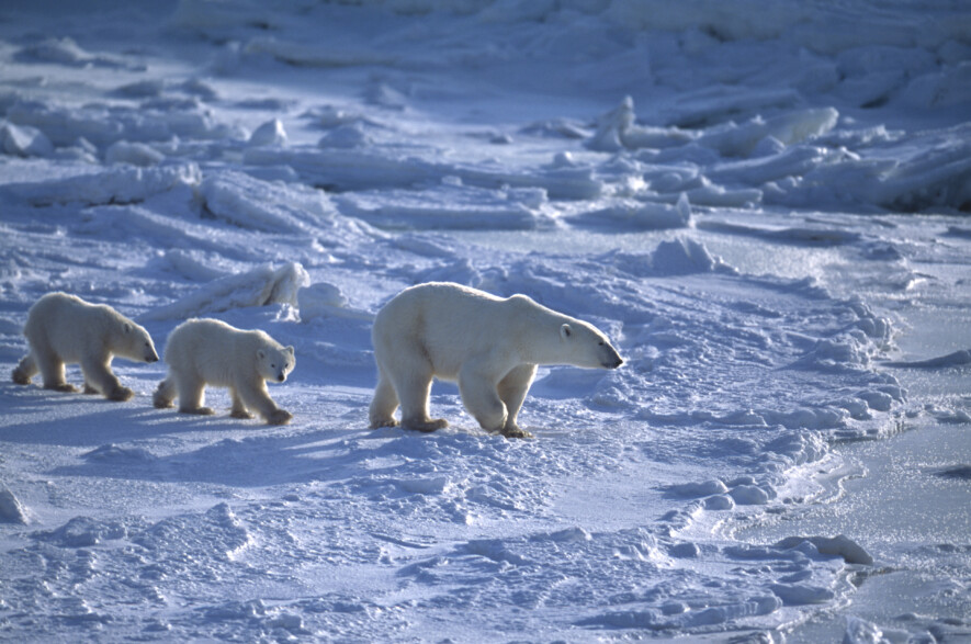 Le Service américain des pêches et de la faune sauvage (U.S. Fish and Wildlife Service) a récemment découvert que l’installation de plateformes pétrolières sur la plaine côtière serait mortelle pour les oursons polaires.  &mdash; iStock/David Gomez
