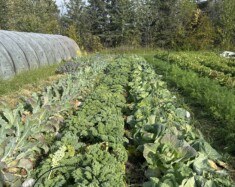 Le projet appelé « De la terre, du jardin et du magasin : les voies menées par les Dénés pour la sécurité alimentaire à Sambaa K’e » est la seule initiative des TNO à avoir reçu un financement de Nutrition Nord.  &mdash; (Courtoisie Première Nation Sambaa K’e)