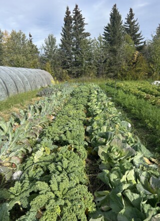 Le projet appelé « De la terre, du jardin et du magasin : les voies menées par les Dénés pour la sécurité alimentaire à Sambaa K’e » est la seule initiative des TNO à avoir reçu un financement de Nutrition Nord.  &mdash; (Courtoisie Première Nation Sambaa K’e)