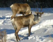   Gouvernement du Yukon