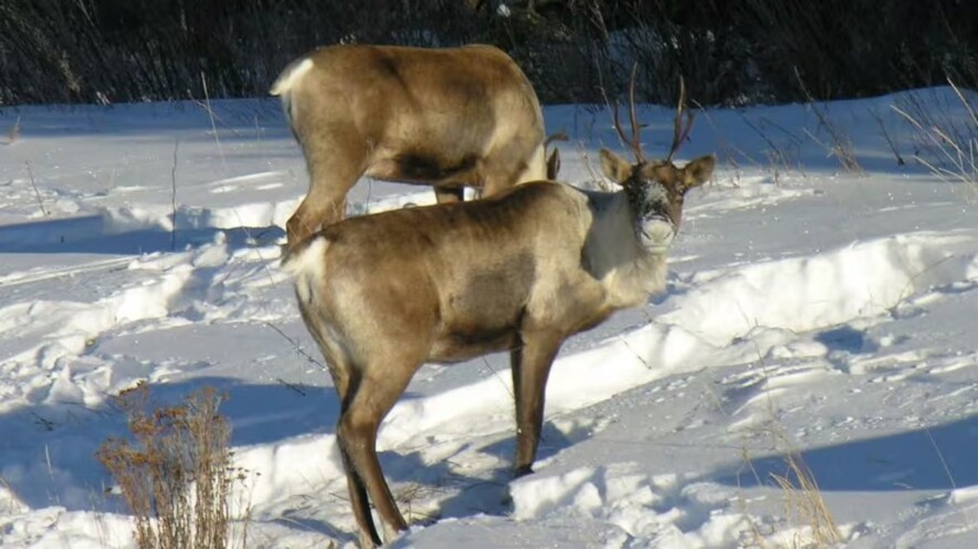   Gouvernement du Yukon
