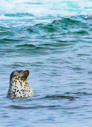 Une étude met en lumière les effets néfastes du réchauffement climatique et de la présence de contaminants dans l’océan Arctique sur les populations de phoques annelés. &mdash; iStock/Gfed