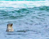 Une étude met en lumière les effets néfastes du réchauffement climatique et de la présence de contaminants dans l’océan Arctique sur les populations de phoques annelés. &mdash; iStock/Gfed