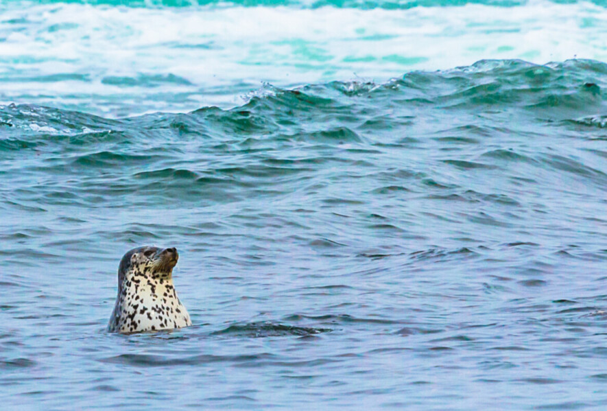 Une étude met en lumière les effets néfastes du réchauffement climatique et de la présence de contaminants dans l’océan Arctique sur les populations de phoques annelés. &mdash; iStock/Gfed