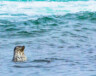 Une étude met en lumière les effets néfastes du réchauffement climatique et de la présence de contaminants dans l’océan Arctique sur les populations de phoques annelés. &mdash; iStock/Gfed
