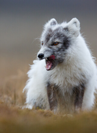 Les renards arctiques sont des réservoirs naturels du virus de la rage. &mdash; Photo iStock/UrmasPhotoCom 