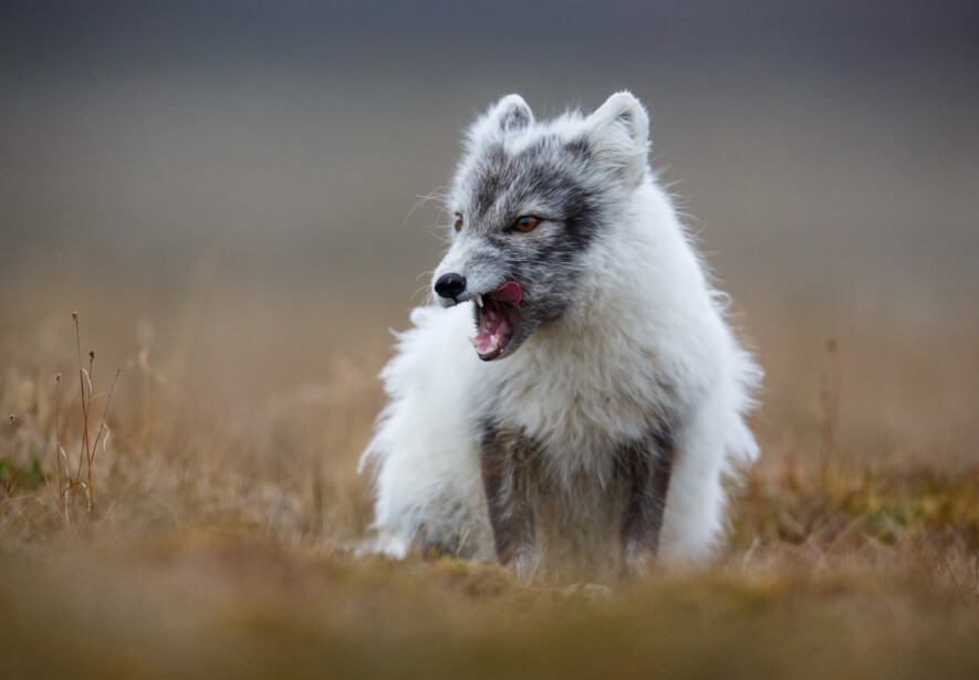 Les renards arctiques sont des réservoirs naturels du virus de la rage. &mdash; Photo iStock/UrmasPhotoCom 