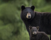 Une étude menée au Yukon montre que les grizzlis fuient les zones perturbées par les activités humaines en lien avec l’industrie minière, tandis que les ours noirs s’en accommodent. &mdash; Photo Istock / Brittany Crossman