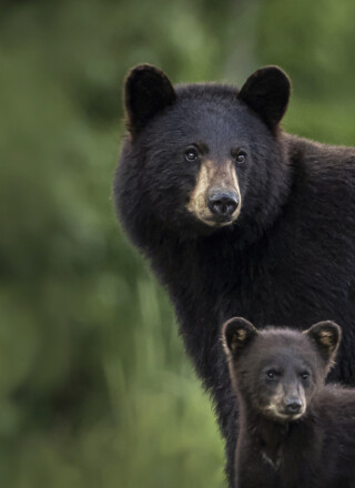 Une étude menée au Yukon montre que les grizzlis fuient les zones perturbées par les activités humaines en lien avec l’industrie minière, tandis que les ours noirs s’en accommodent. &mdash; Photo Istock / Brittany Crossman
