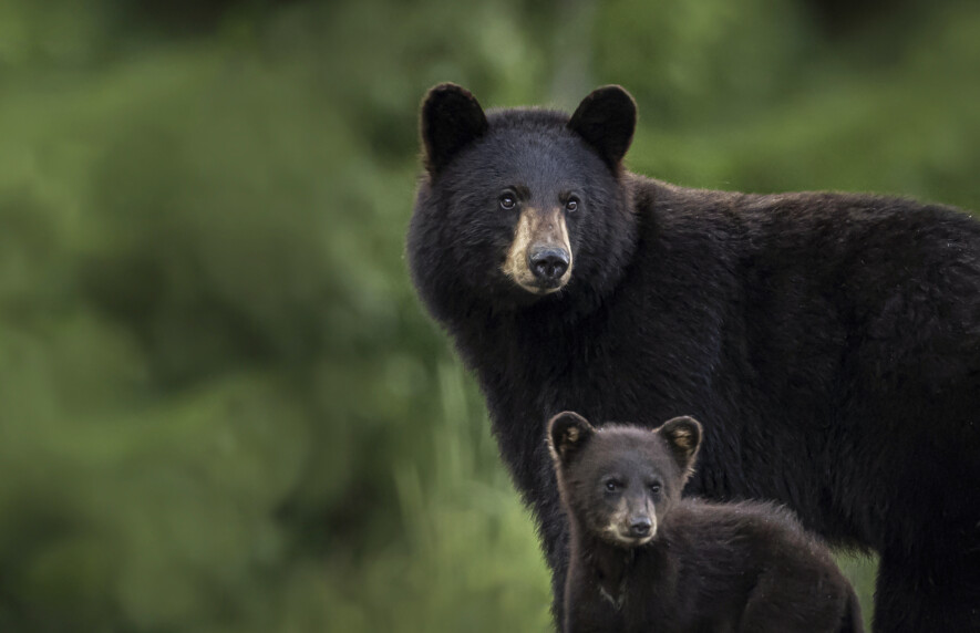 Une étude menée au Yukon montre que les grizzlis fuient les zones perturbées par les activités humaines en lien avec l’industrie minière, tandis que les ours noirs s’en accommodent. &mdash; Photo Istock / Brittany Crossman