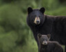 Une étude menée au Yukon montre que les grizzlis fuient les zones perturbées par les activités humaines en lien avec l’industrie minière, tandis que les ours noirs s’en accommodent. &mdash; Photo Istock / Brittany Crossman