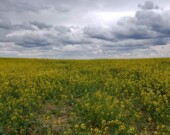 Le Canada s’est fixé comme objectif de réduire de 30 % ses rejets d’oxyde nitreux et de méthane d’ici 2030, par rapport aux niveaux de 2020. Photo : Arnaud Barbet  