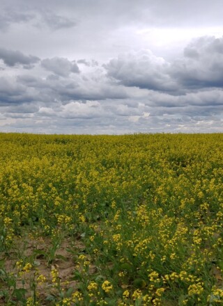 Le Canada s’est fixé comme objectif de réduire de 30 % ses rejets d’oxyde nitreux et de méthane d’ici 2030, par rapport aux niveaux de 2020. Photo : Arnaud Barbet  