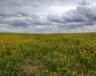 Le Canada s’est fixé comme objectif de réduire de 30 % ses rejets d’oxyde nitreux et de méthane d’ici 2030, par rapport aux niveaux de 2020. Photo : Arnaud Barbet  