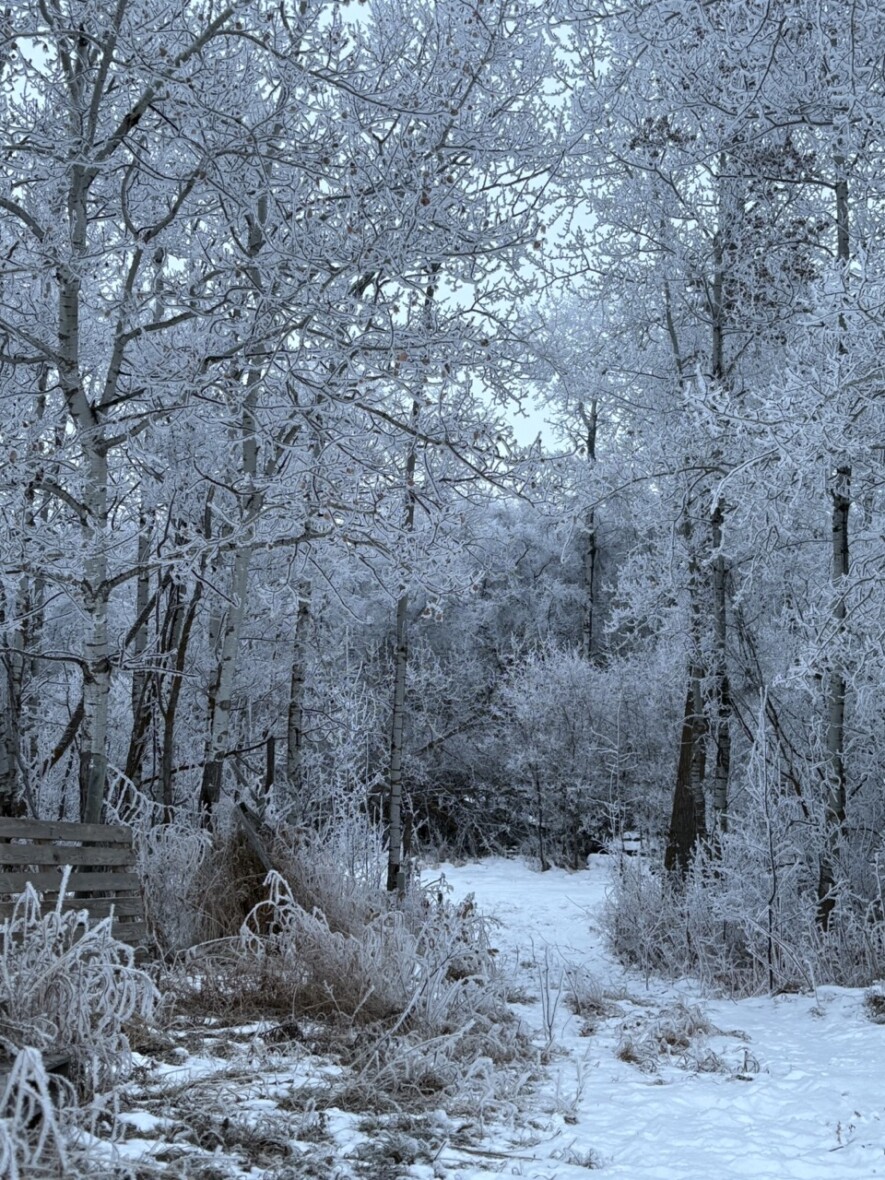 Photo neige conte noel Virginie dallaire  