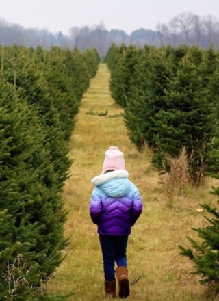 Les sapins de Noël naturels ont un impact environnemental variable selon leur méthode de production et leur transport. Photo : Isaac Graulich – Unsplash  