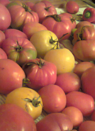 Les tomates ancestrales viennent dans toutes sortes de formes et de couleurs! &mdash; Photo : DenesFeri – CC BY-SA 4.0
