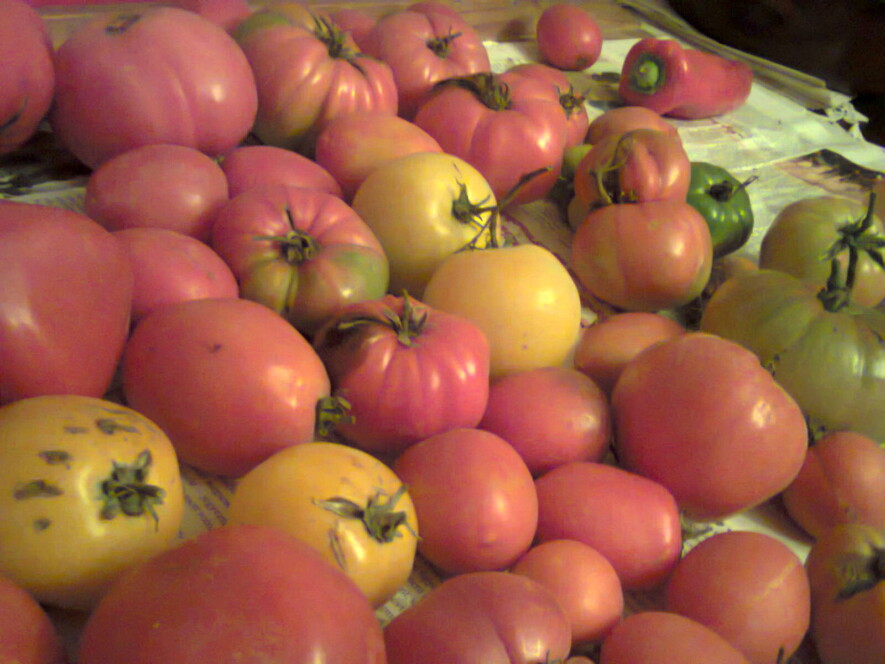 Les tomates ancestrales viennent dans toutes sortes de formes et de couleurs! &mdash; Photo : DenesFeri – CC BY-SA 4.0