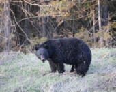 Un ours noir à la sortie de l’hiver dans les Rocheuses canadiennes. &mdash; Crédit : Sarah Hübsch