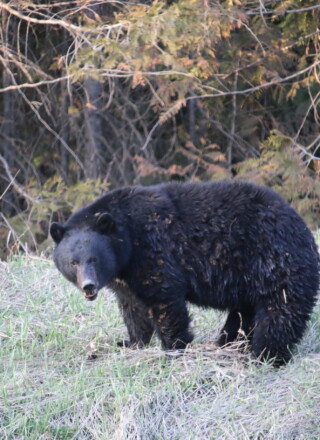 Un ours noir à la sortie de l’hiver dans les Rocheuses canadiennes. &mdash; Crédit : Sarah Hübsch
