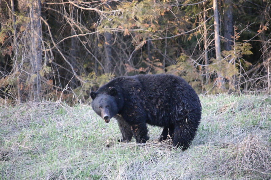 Un ours noir à la sortie de l’hiver dans les Rocheuses canadiennes. &mdash; Crédit : Sarah Hübsch