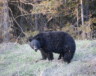 Un ours noir à la sortie de l’hiver dans les Rocheuses canadiennes. &mdash; Crédit : Sarah Hübsch