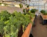 Choux, carottes, betteraves ont été les grandes réussites de la récolte cette saison. — Crédit : Iqaluit Community Greenhouse Society