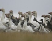 Les petites oies des neiges sont nombreuses au refuge d’oiseaux migrateurs Isulijarniq. — Crédit : Chris Nicolai 