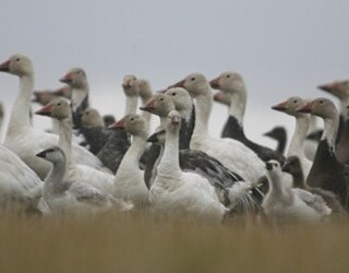 Les petites oies des neiges sont nombreuses au refuge d’oiseaux migrateurs Isulijarniq. — Crédit : Chris Nicolai