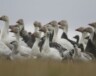 Les petites oies des neiges sont nombreuses au refuge d’oiseaux migrateurs Isulijarniq. — Crédit : Chris Nicolai 