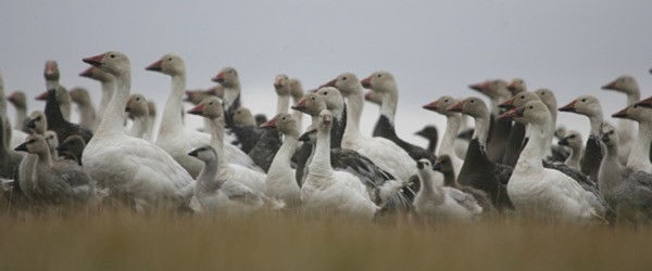 Les petites oies des neiges sont nombreuses au refuge d’oiseaux migrateurs Isulijarniq. — Crédit : Chris Nicolai 