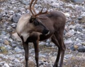 Le caribou de la toundra et le caribou de la forêt boréale sont deux espèces classées à risque par le secrétariat des espèces à risque des TNO. — Crédit : Pixabay - Cheerfully_lost 
