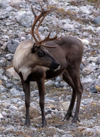 Le caribou de la toundra et le caribou de la forêt boréale sont deux espèces classées à risque par le secrétariat des espèces à risque des TNO. — Crédit : Pixabay - Cheerfully_lost