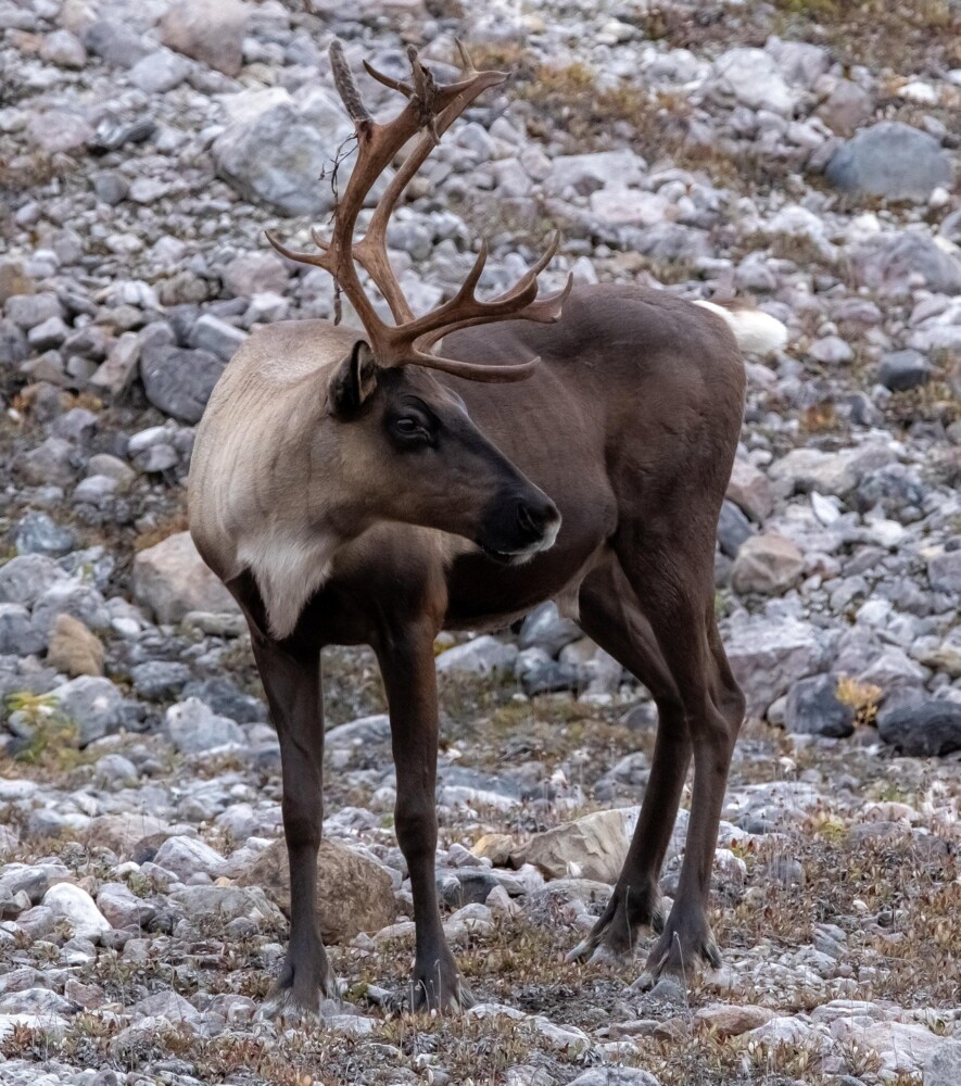 Le caribou de la toundra et le caribou de la forêt boréale sont deux espèces classées à risque par le secrétariat des espèces à risque des TNO. — Crédit : Pixabay - Cheerfully_lost 