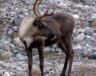 Le caribou de la toundra et le caribou de la forêt boréale sont deux espèces classées à risque par le secrétariat des espèces à risque des TNO. — Crédit : Pixabay - Cheerfully_lost 