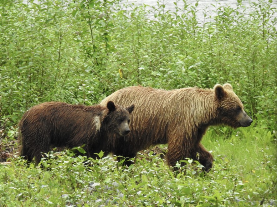 Selon le gouvernement fédéral, la région des monts Mackenzie mérite un suivi plus assidu sur les populations de grizzli.  — Courtoisie Uli Nowlan