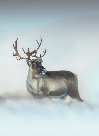 La baisse drastique de la population de caribous au Nunavut est très préoccupante pour les Inuit. — Crédit : Unsplash