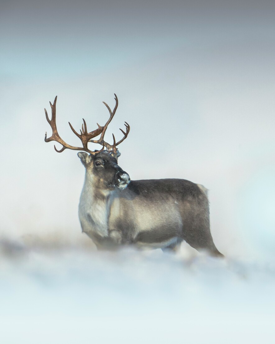 La baisse drastique de la population de caribous au Nunavut est très préoccupante pour les Inuit. — Crédit : Unsplash