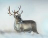 La baisse drastique de la population de caribous au Nunavut est très préoccupante pour les Inuit. — Crédit : Unsplash