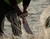 L’été dernier, les gardiens inuit de Kugaaruk ont entrepris une sortie de pêche à Kellett River et ont remis les poissons pêchés aux membres de la communauté dans le besoin.  — Crédit : ArctiConnexion