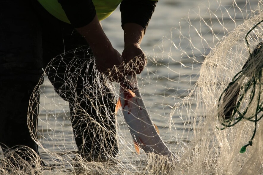 L’été dernier, les gardiens inuit de Kugaaruk ont entrepris une sortie de pêche à Kellett River et ont remis les poissons pêchés aux membres de la communauté dans le besoin.  — Crédit : ArctiConnexion