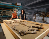 Marisa Gilbert et Danielle Fraser présentent le fossile d’Epiaceratherium itjilik reconstitué dans les collections du Musée canadien de la nature. — Crédit : Pierre Poirier - Musée canadien de la nature