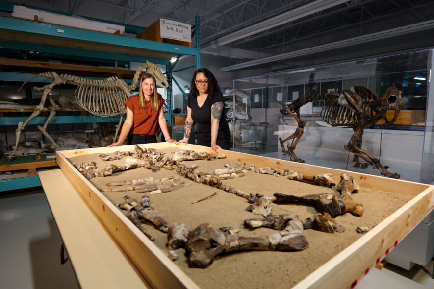 Marisa Gilbert et Danielle Fraser présentent le fossile d’Epiaceratherium itjilik reconstitué dans les collections du Musée canadien de la nature. — Crédit : Pierre Poirier - Musée canadien de la nature