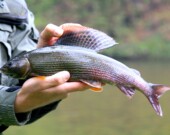 À la suite de l’accident survenu en juin 2024, la Première Nation Na-Cho Nyäk Dun a perdu l’accès à son camp de pêche traditionnel deux années de suite. Le site est toujours contaminé, mais les niveaux de pollution et l’ampleur des conséquences sur la biodiversité restent indéterminés.  &mdash; Crédit : Oleg Jeremin/Pixabay 