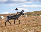 La population de caribous sur l’île de Baffin est maintenant estimée à plus de 48 000 animaux.  &mdash; Crédit : Barnabas Davoti