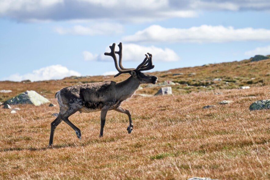 La population de caribous sur l’île de Baffin est maintenant estimée à plus de 48 000 animaux.  &mdash; Crédit : Barnabas Davoti