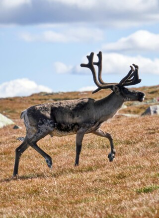 La population de caribous sur l’île de Baffin est maintenant estimée à plus de 48 000 animaux.  &mdash; Crédit : Barnabas Davoti