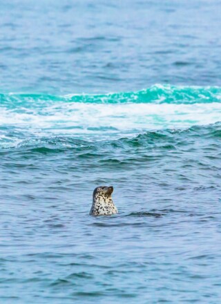 Une étude met en lumière les effets néfastes du réchauffement climatique et de la présence de contaminants dans l’océan Arctique sur les populations de phoques annelés.  &mdash; Crédit iStock-Gfed